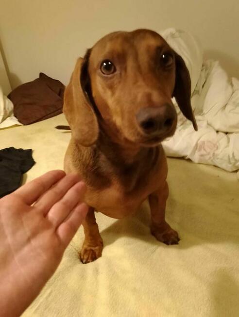 Duży 12m2 pokój w mieszkaniu dwupokojowym, Czerniakowska 18