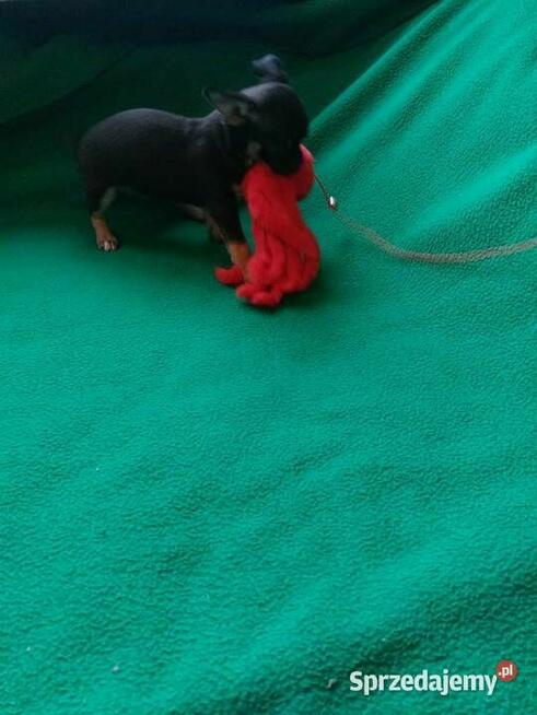 CHIHUAHUA, szczenięta okolice Warszawy