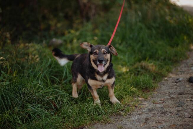 Baloo - fantastyczny niskopodłogowiec szuka domu!