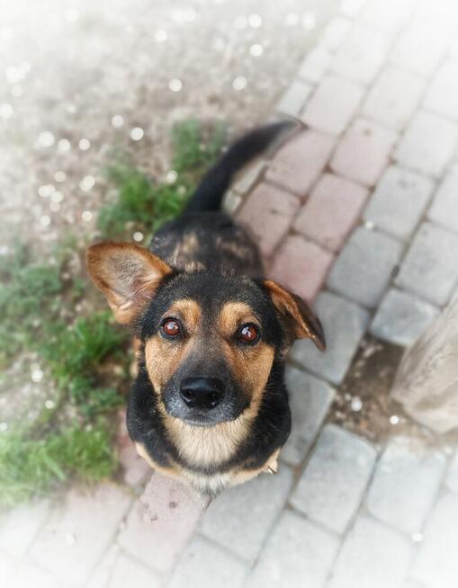 Baloo - fantastyczny niskopodłogowiec szuka domu!