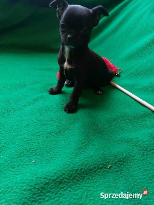 CHIHUAHUA, szczenięta okolice Warszawy