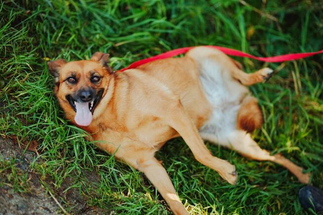 Kora - rozkoszna, delikatna sunia szuka domu!