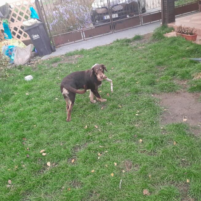 Oddam dużego kilkumiesięcznego psa