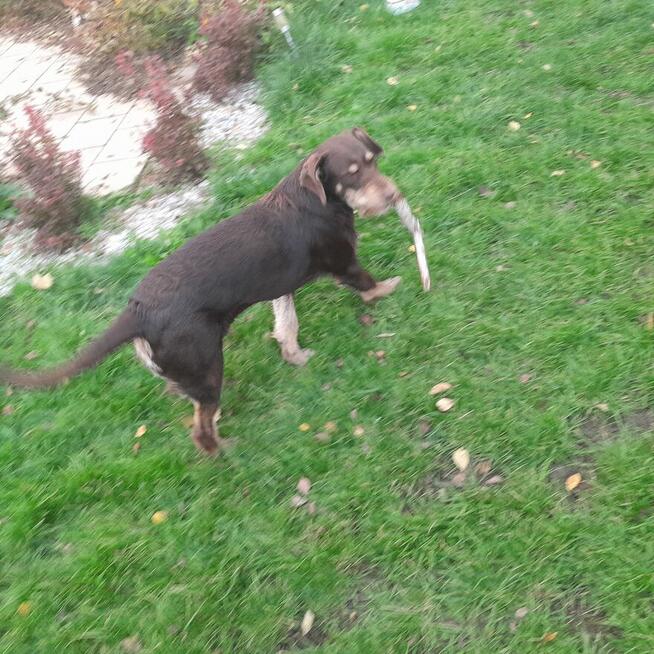 Oddam dużego kilkumiesięcznego psa