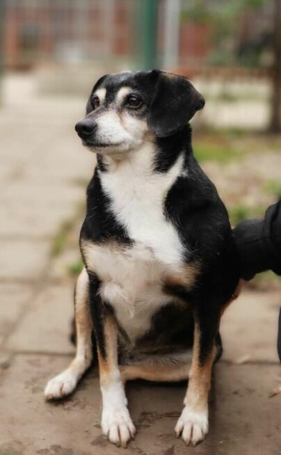 Kropka - niekonfliktowa, spokojna, zrównoważona sunia!