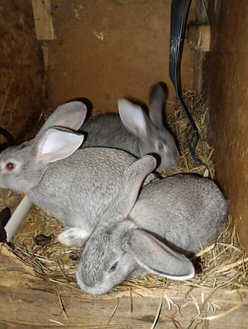 Króliki mieszańce i barany francuskie