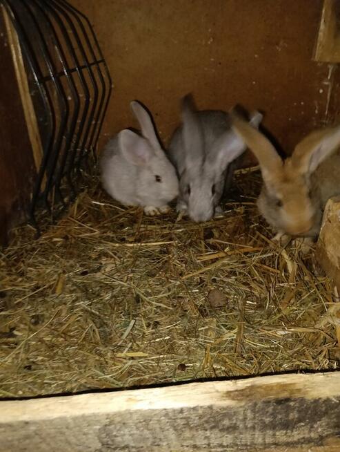 Króliki mieszańce i barany francuskie