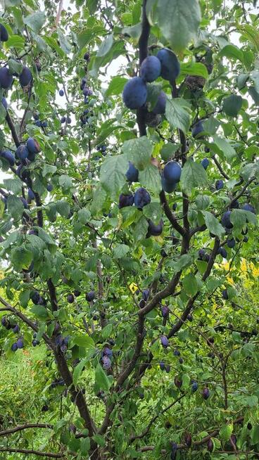 Niezwykla dzialka rod w super lokalizacji.