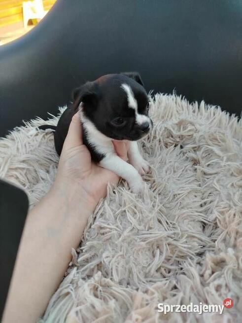 Uroczy piesek chihuahua