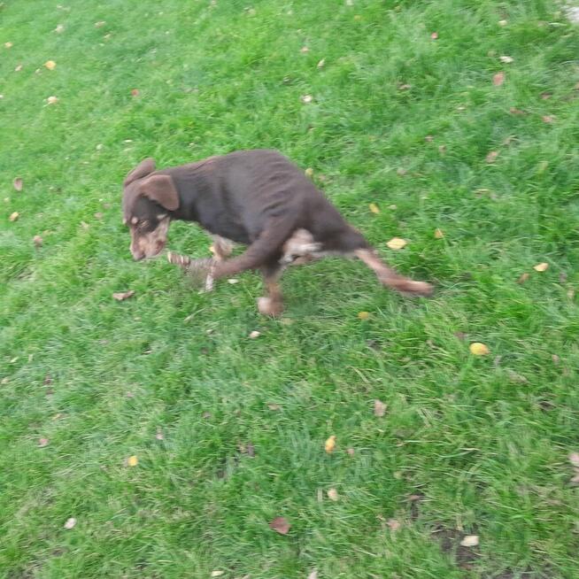 Oddam dużego kilkumiesięcznego psa