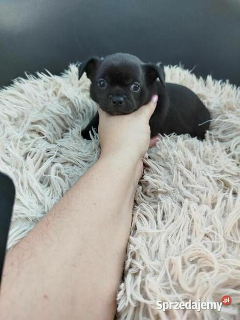 Uroczy piesek chihuahua