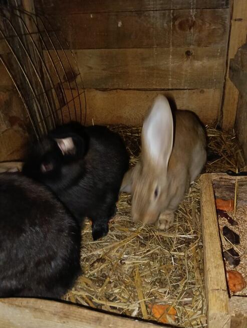 Króliki mieszańce i barany francuskie