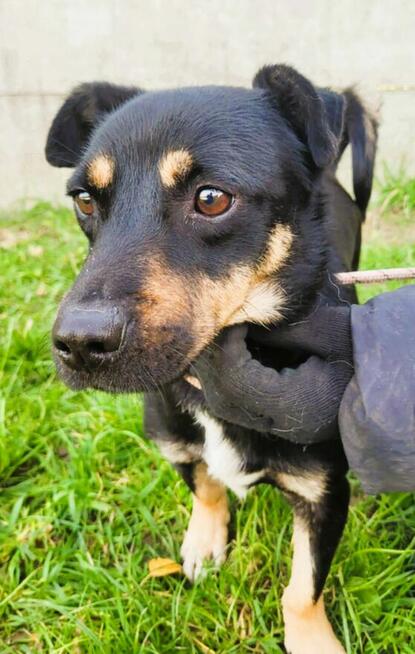 GUCIO - niewielki, kochany psiak szuka domu