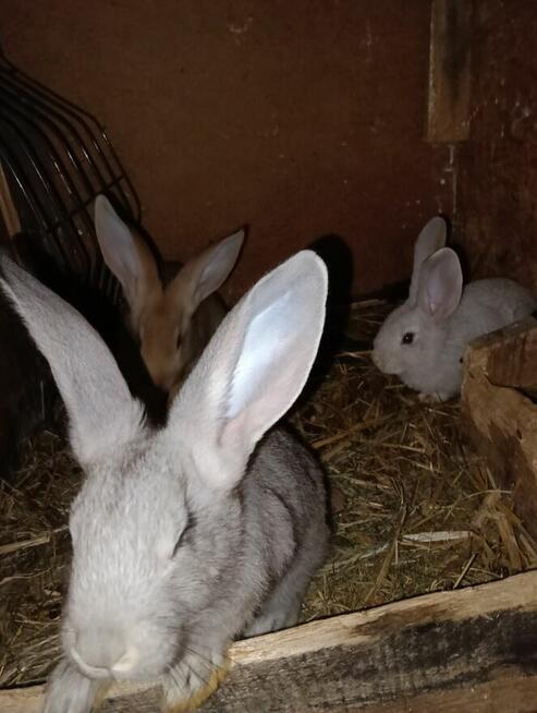 Króliki mieszańce i barany francuskie