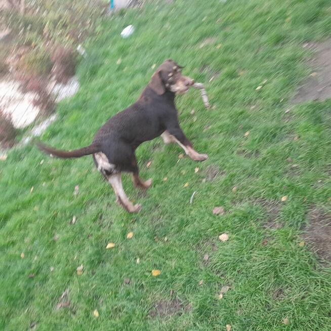 Oddam dużego kilkumiesięcznego psa