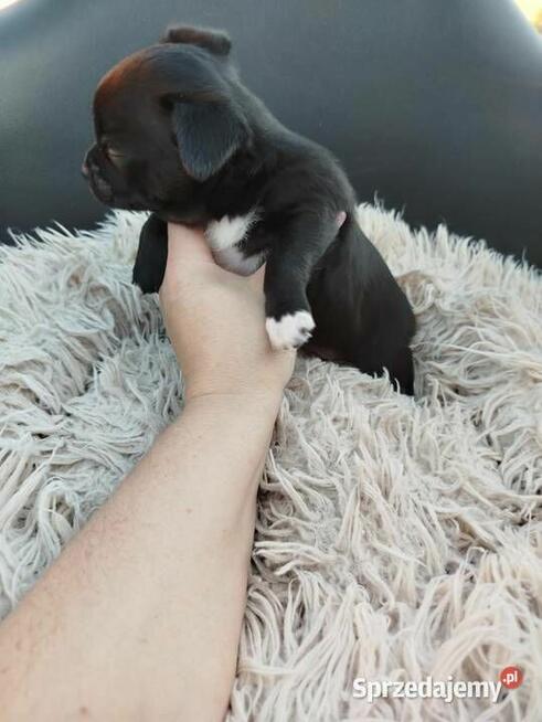 Uroczy piesek chihuahua