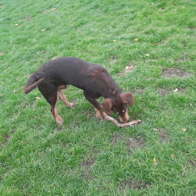 Oddam dużego kilkumiesięcznego psa