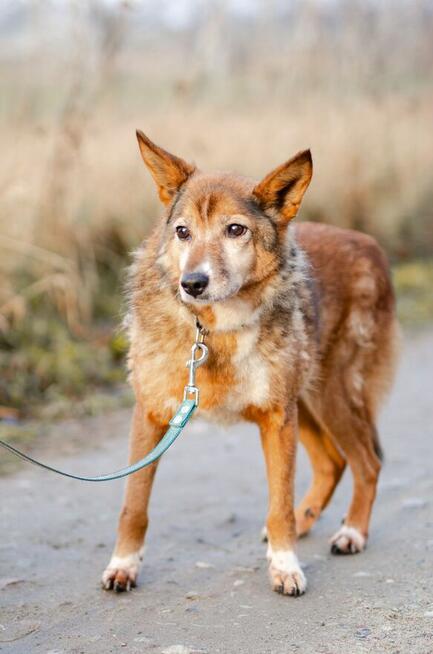 Lisia - najsmutniejsza w schronisku POMOCY!