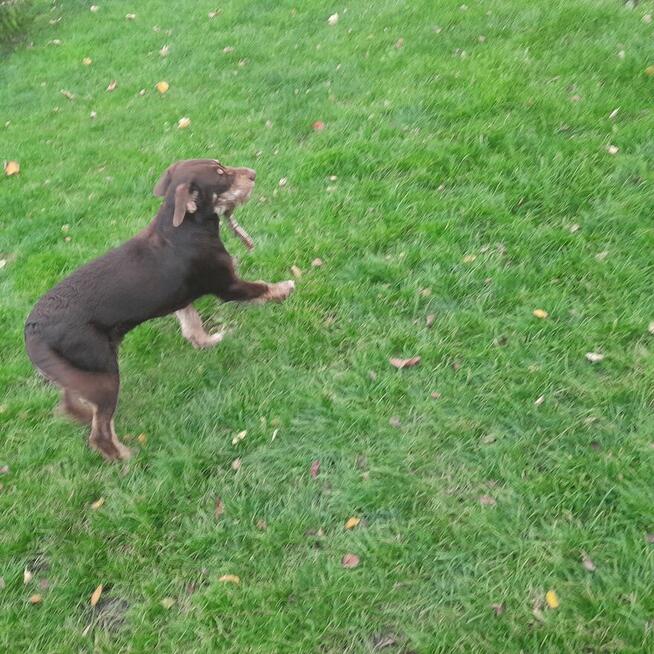 Oddam dużego kilkumiesięcznego psa