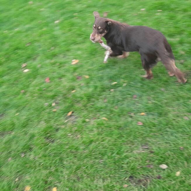 Oddam dużego kilkumiesięcznego psa