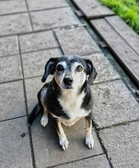 Kropka - niekonfliktowa, spokojna, zrównoważona sunia!