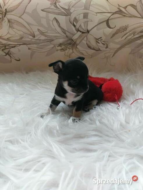 CHIHUAHUA, szczenięta okolice Warszawy