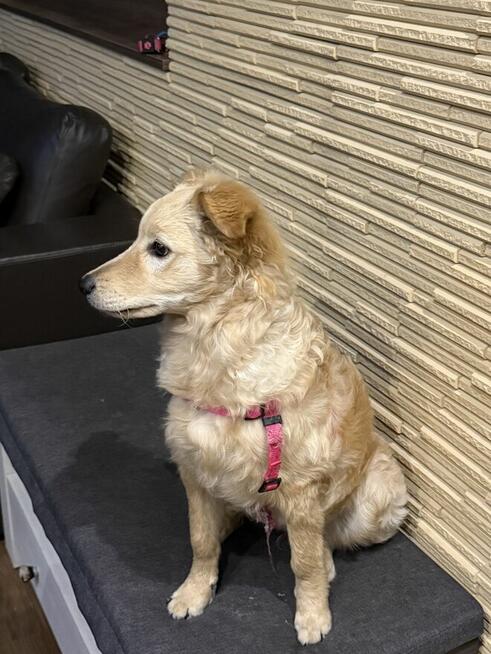 oddam małego pieska za darmo