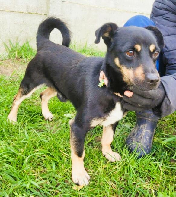 GUCIO - niewielki, kochany psiak szuka domu