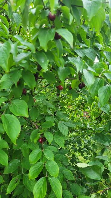 Niezwykla dzialka rod w super lokalizacji.