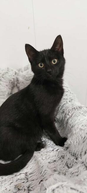 Wars - spokojny, sympatyczny koci kawaler szuka domu