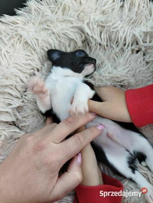 Uroczy piesek chihuahua