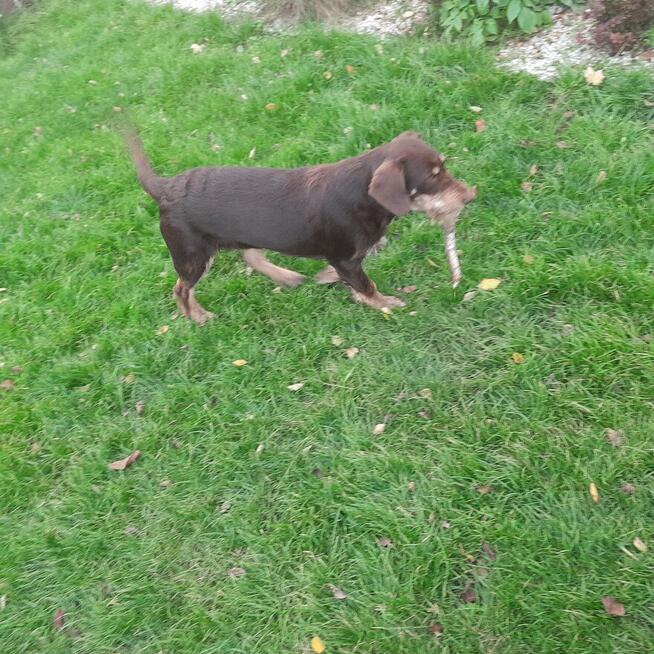 Oddam dużego kilkumiesięcznego psa