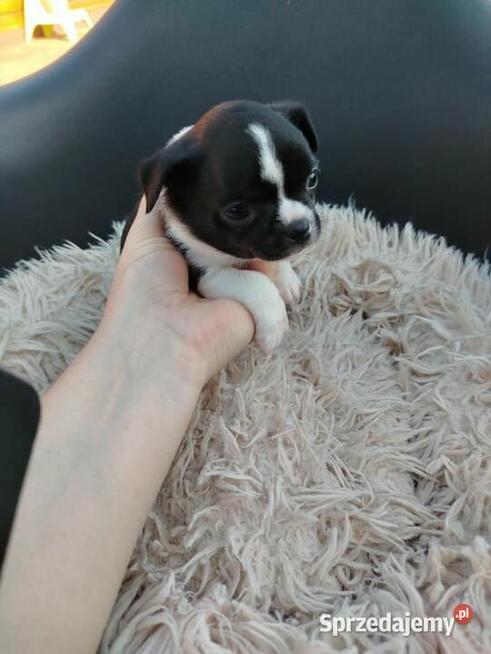 Uroczy piesek chihuahua