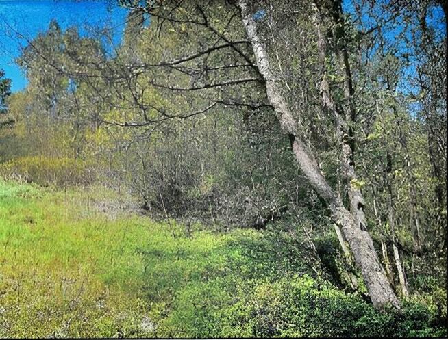 Działka z linią brzegową i WZ!