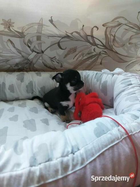 CHIHUAHUA, szczenięta okolice Warszawy