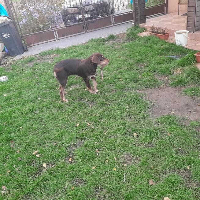 Oddam dużego kilkumiesięcznego psa