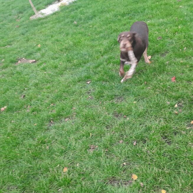 Oddam dużego kilkumiesięcznego psa