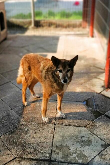 Lisia - najsmutniejsza w schronisku POMOCY!