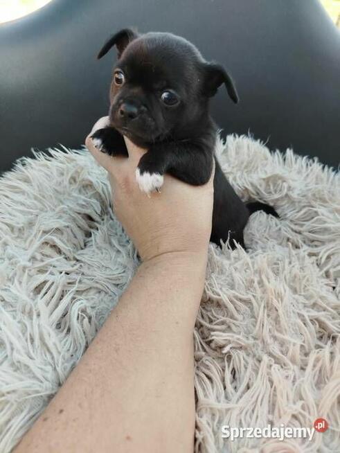 Uroczy piesek chihuahua