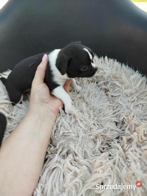 Uroczy piesek chihuahua