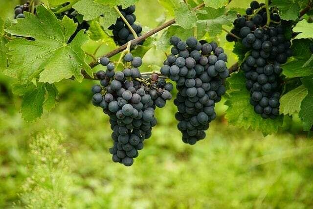 Sprzedam winogron ciemny