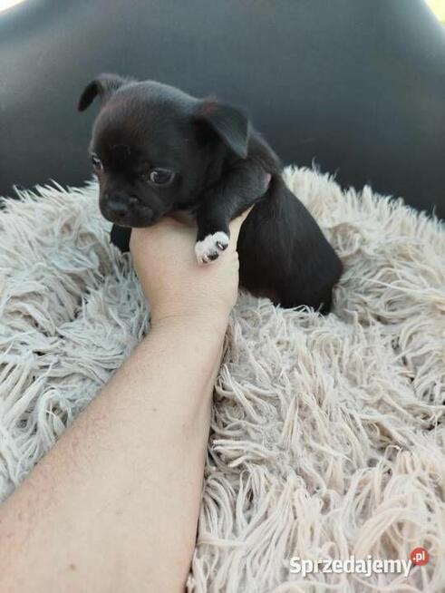 Uroczy piesek chihuahua