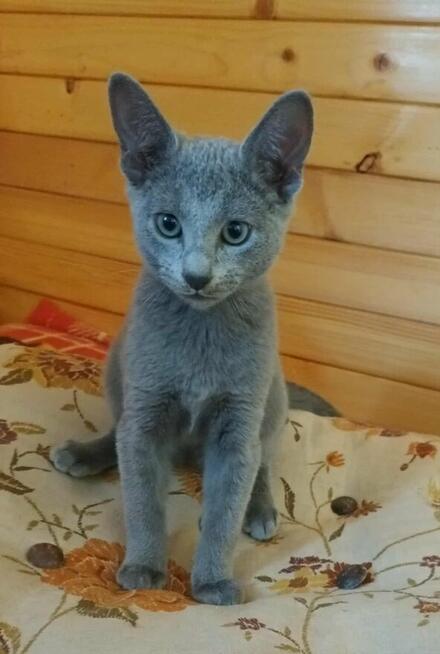 Sprzedam kocięta rasy rosyjskie niebieskie z rod, szczep, czip
