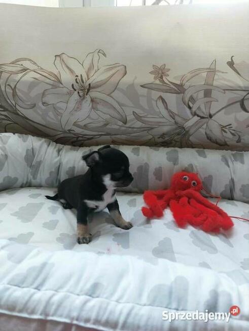 CHIHUAHUA, szczenięta okolice Warszawy