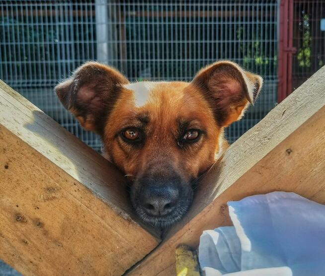 Kora - rozkoszna, delikatna sunia szuka domu!