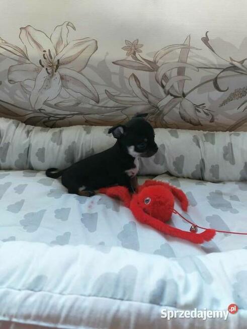 CHIHUAHUA, szczenięta okolice Warszawy