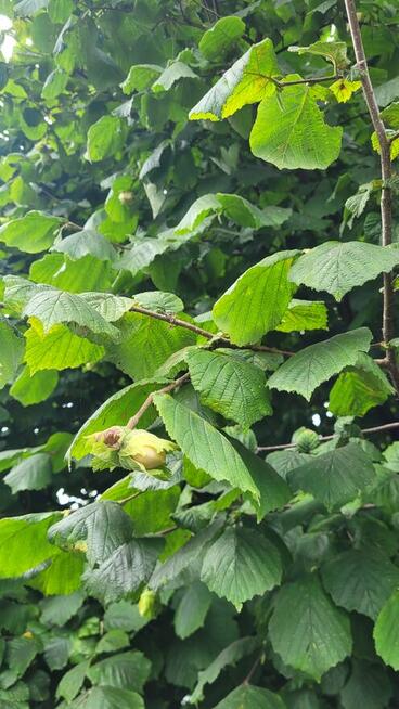 Niezwykla dzialka rod w super lokalizacji.