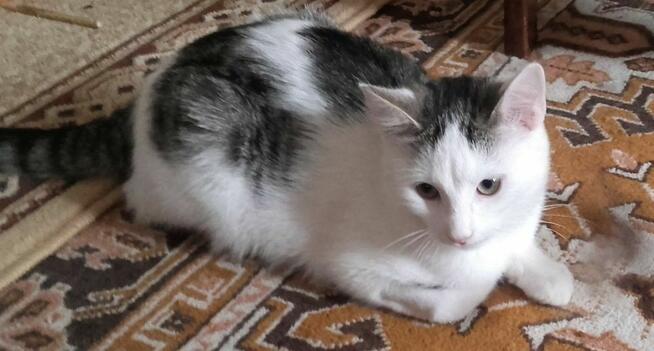 Chłopaki słodziaki 6 mies, po kastracji