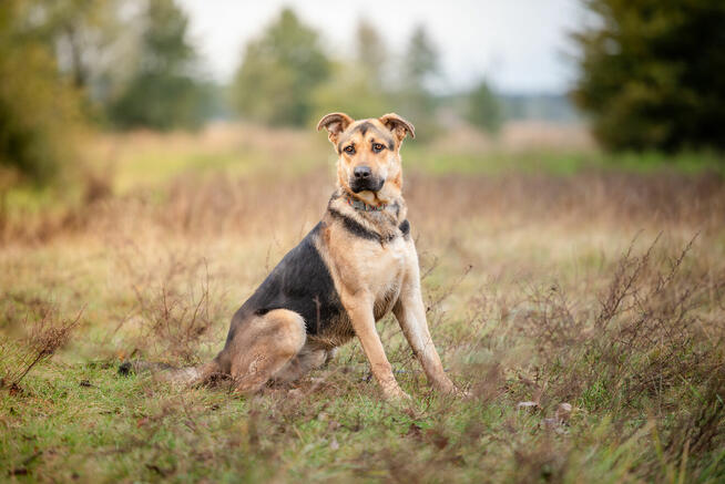Magnus - młodziutki, wesoły, przyjazny psiak!