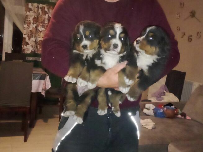 Berneński Pies Pasterski